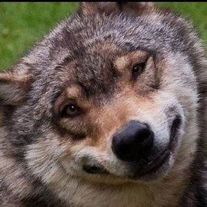 Meet your Posher, Sherry